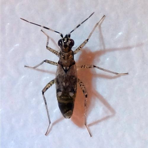 Réf. 274 727 : Dicyphus sp.